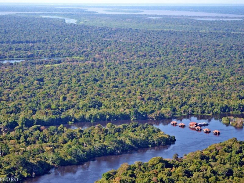O Lodge entocado na floresta