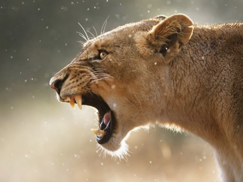 Moçambique & África do Sul