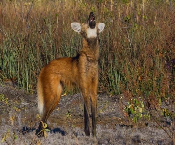 Pousada Trijunção e Parque Nacional Grande Sertão Veredas