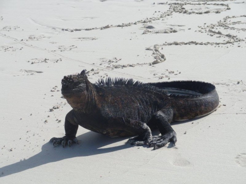 Fauna de Galápagos