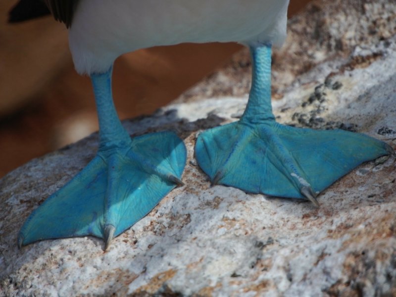 Fauna de Galápagos