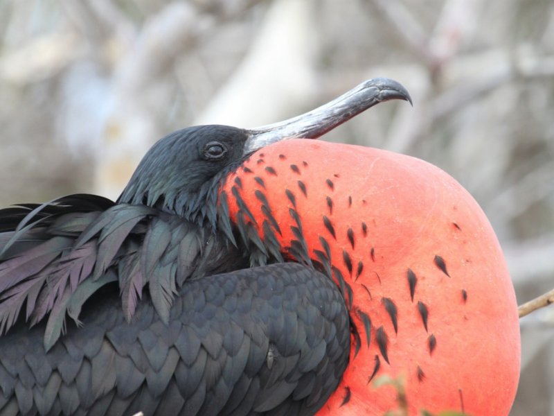 Fauna de Galápagos