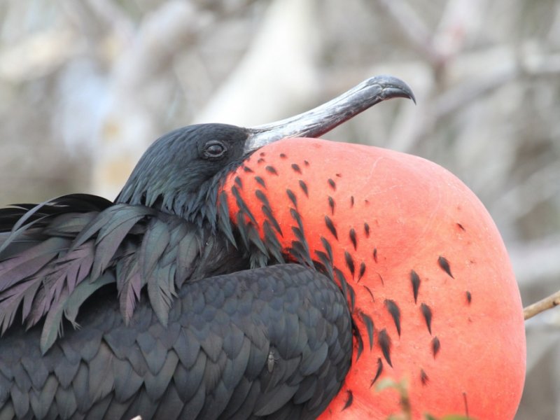 Fauna de Galápagos