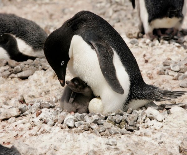 Pinguins