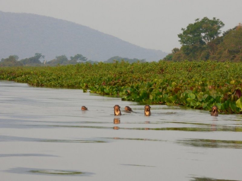 FERIADOS - Pantanal Sul e Serra do Amolar