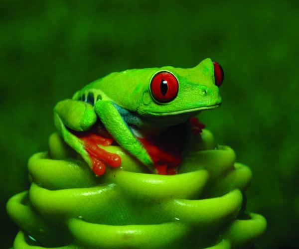 Animais típicos