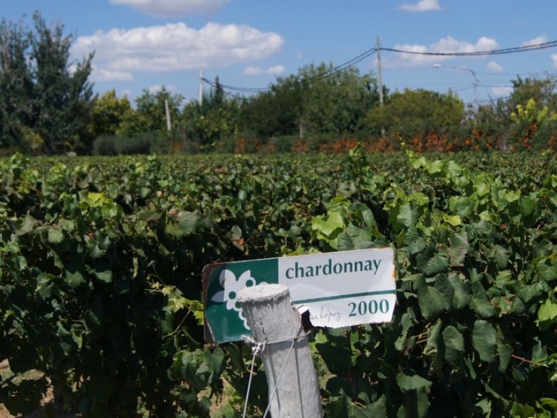 CARNAVAL - Mendoza Alta Montanha e Vinhos