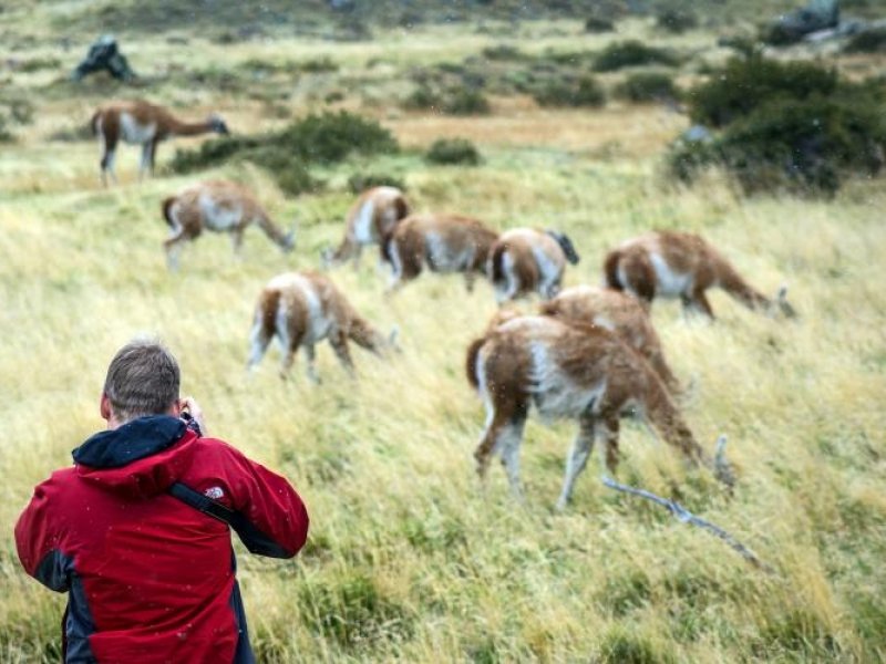 Avistagem de Gnacos - Torres del Paine