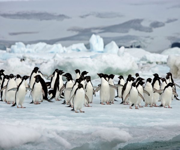 Pinguins Antartica