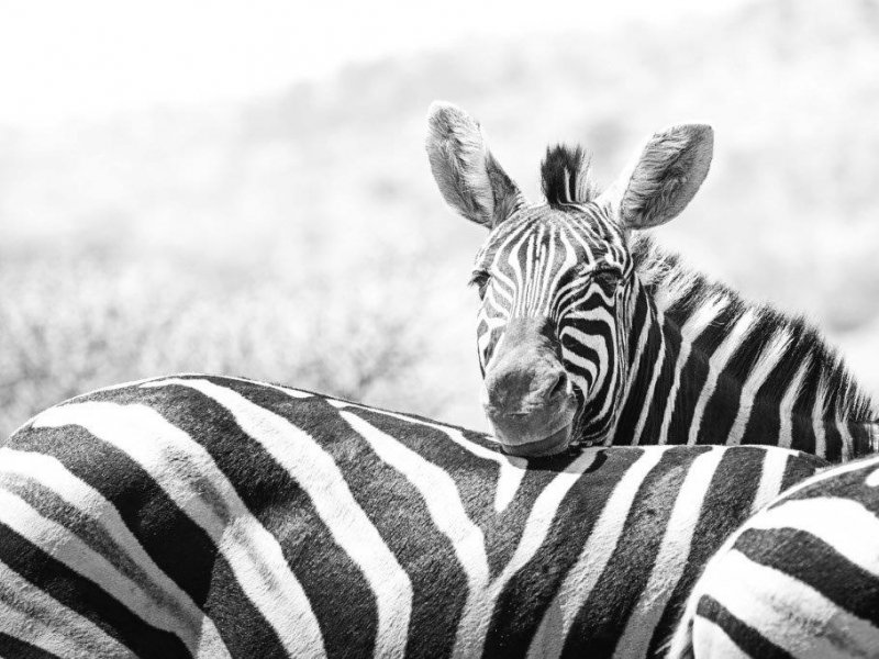 Zebras