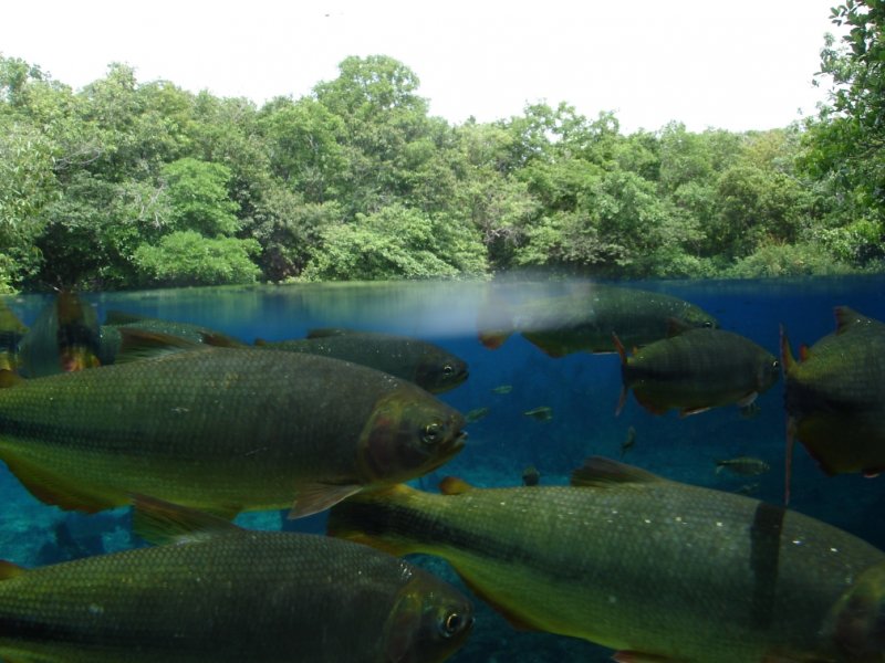 Rio da Prata