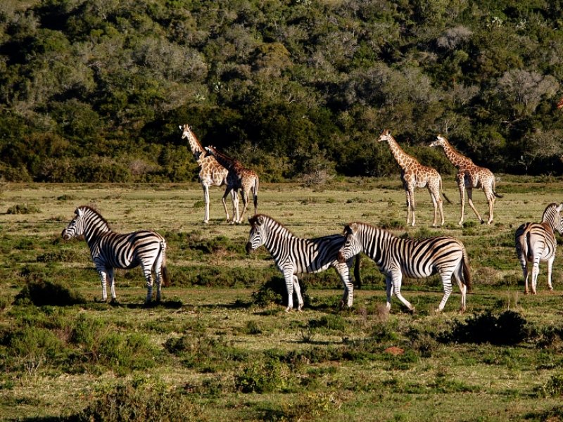 Dia de Safari