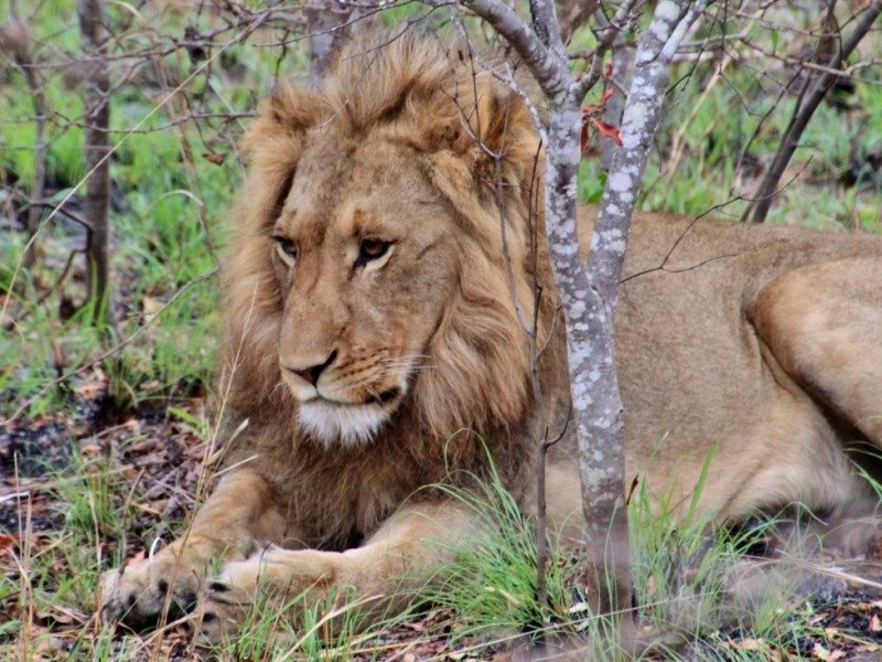 África do Sul - Cape Town e Safari no Pilanesberg Park