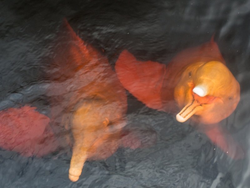 Amazônia - Anavilhanas Jungle Lodge c/ Grutas do Madadá