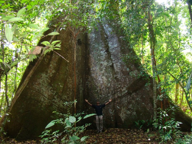 FLONA do Tapajós