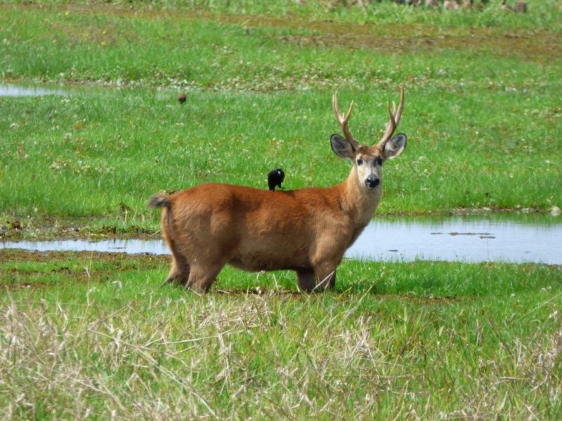 Pantanal Sul e Serra do Amolar - Créditos: Douglas Simões