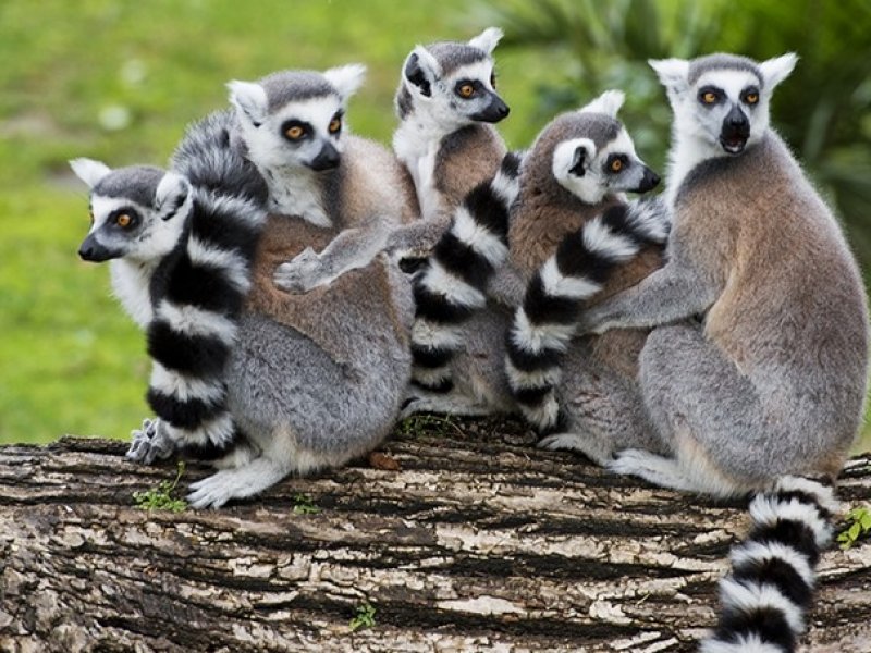 Pacote para Madagascar