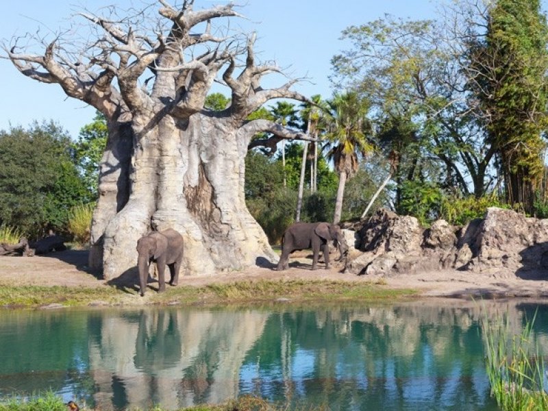 Dia de Safari