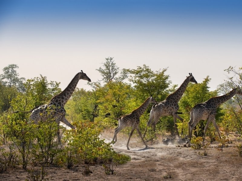 Africa African Bush Camps