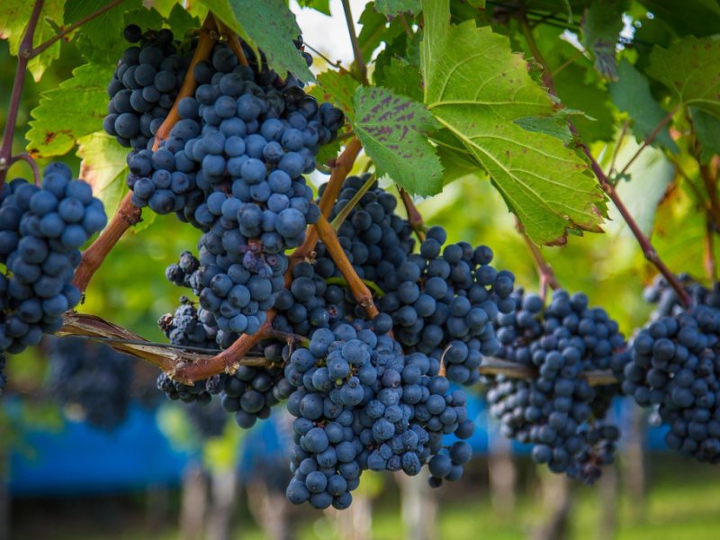 PÁSCOA - Mendoza Alta Montanha e Vinhos