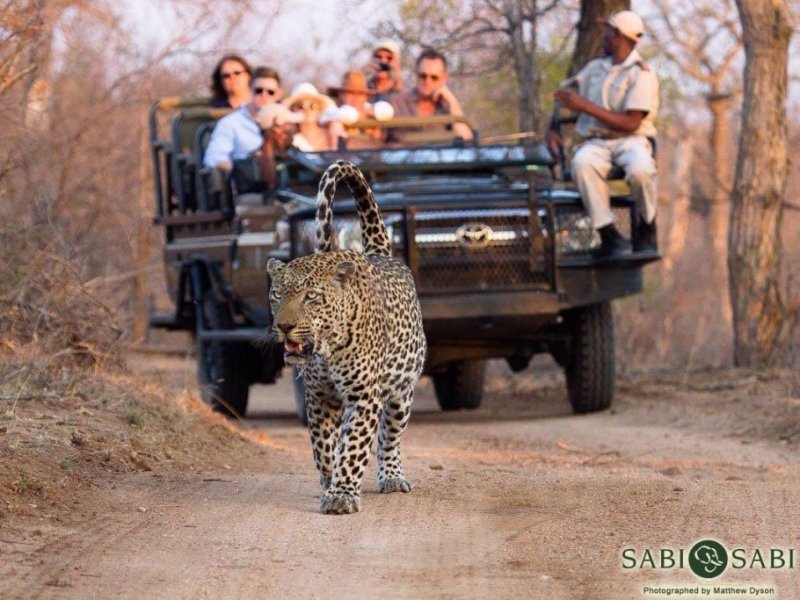 Dia de Safari em Sabi Sabi