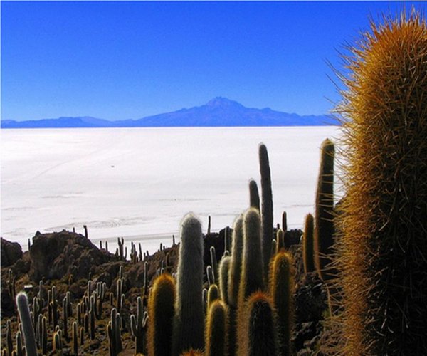 Isla del Pescado - Uyuni