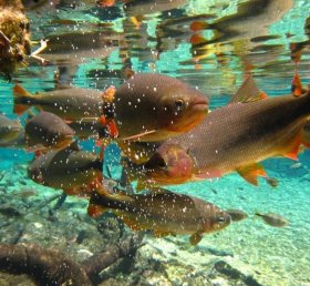 Elizabeth Quintana Ferreira da Costa