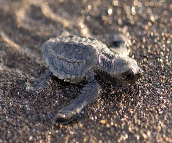 Tartaruga