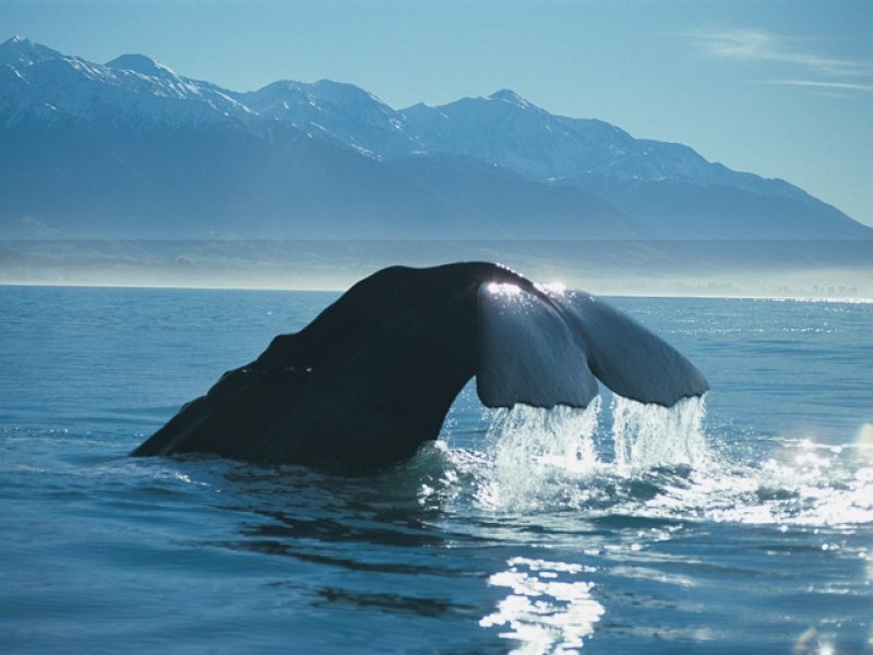 Sperm Whale - Whale Watch
