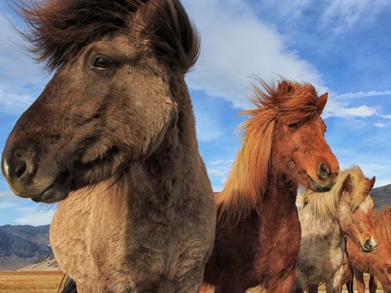O especial cavalo islandês. 