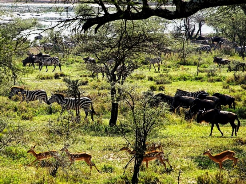 Safari na Tanzania