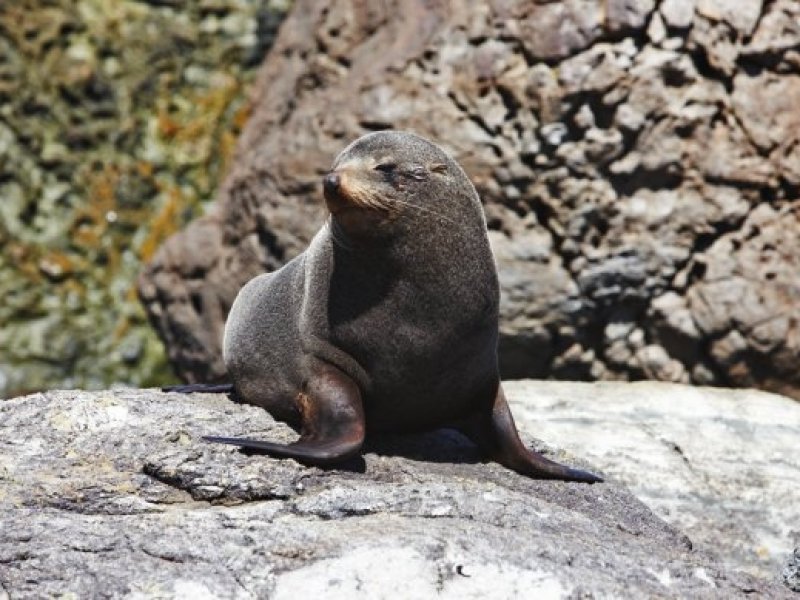 Fur Seal at Long Reef