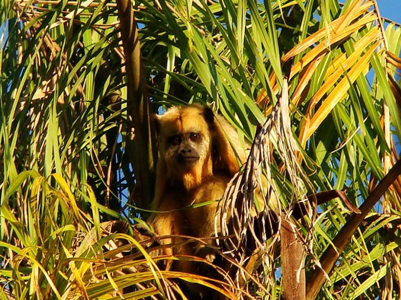 macaco