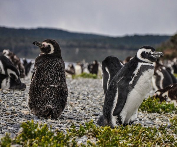 Patagônia Verão Light