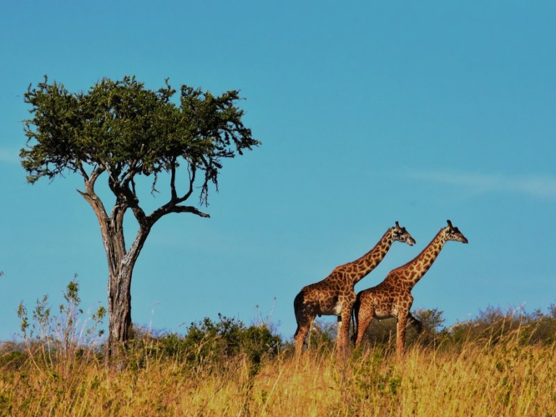 Dia de Safari