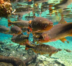 Lidice Tavares Puglia