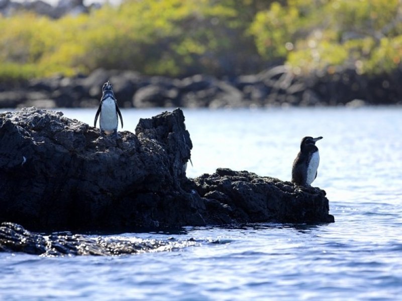 Equador - O Melhor de Galápagos