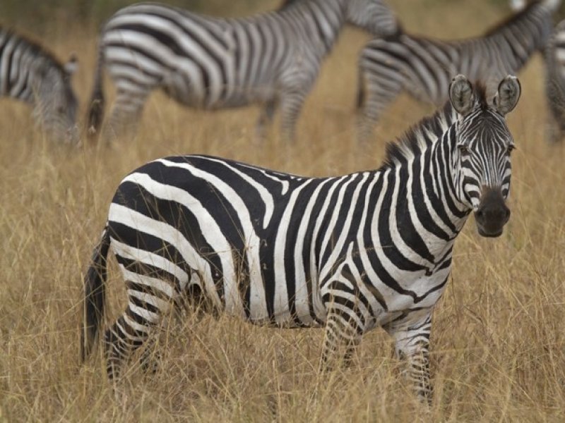 África do Sul - Cape Town e Safári no Parque Nacional Marakele