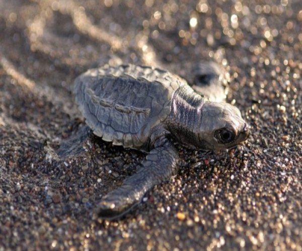 Costa Rica - Natureza Selvagem, Vulcão e Praias
