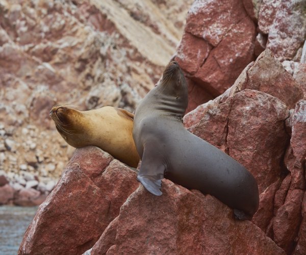 Ilhas Ballestas