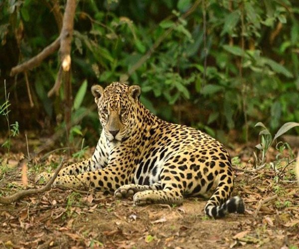 Pantanal Norte - Pousada Piuval