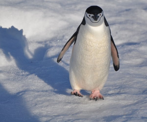 Antartica - Pinguins