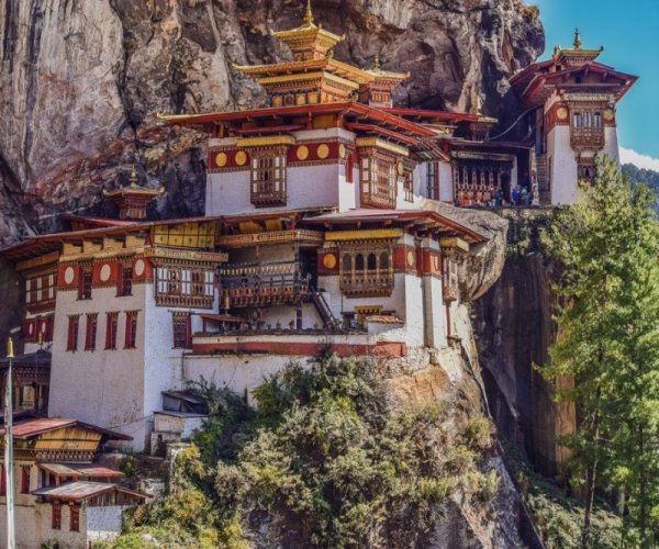 Tigers nest