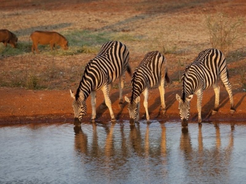 Moçambique & África do Sul
