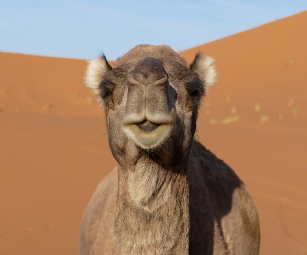 Dunas de Zagora