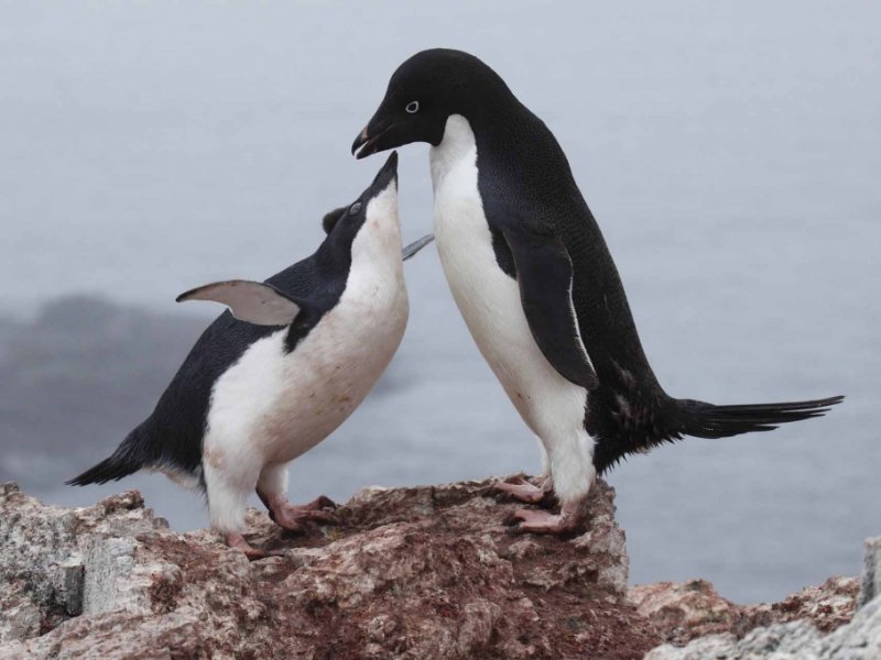 Antartica - Pinguins
