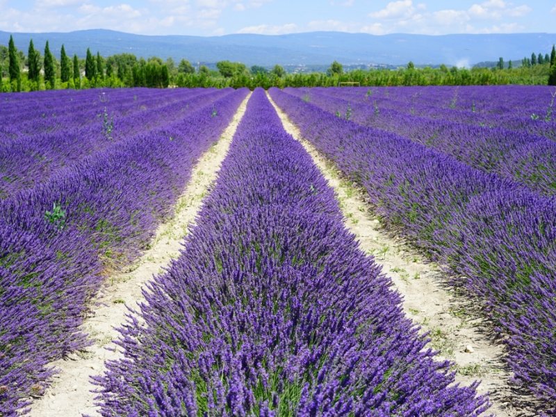 França - Provence 5 Sentidos com Lavanda