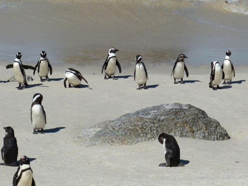 Pinguins