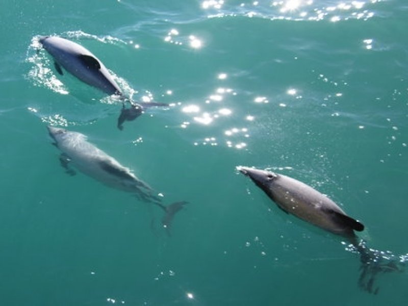 Golfinhos - Whale Watch