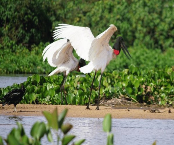 Pantanal Sul e Serra do Amolar